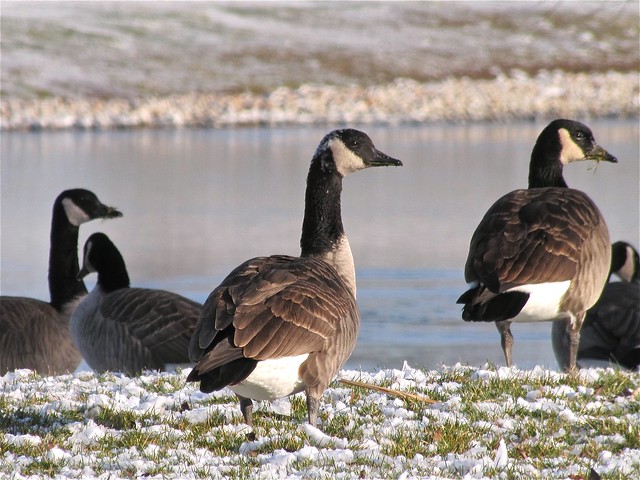 Leucistic Canada Goose at State Farm Corporate South in McLean County, IL 01