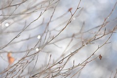 winter-branches