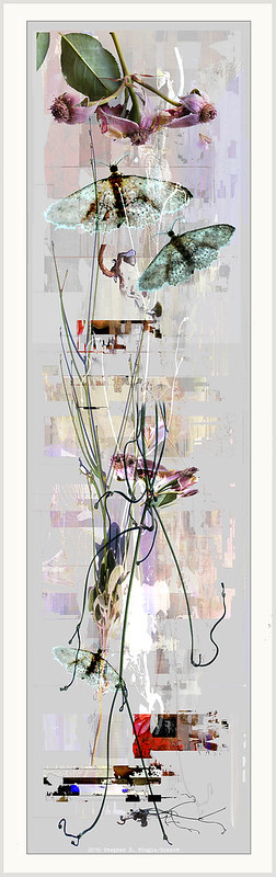 .weeds. 2010 (lost) by Stephen R Mingle