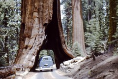 1965-Yosemite