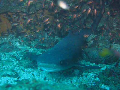 A white tip shark hiding in a cove.