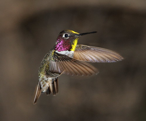 hummingbird photo by Anna Male