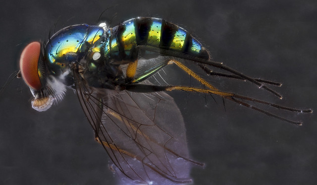 Fly with ink, U,side_2012-12-12-14.35.20 ZS PMax