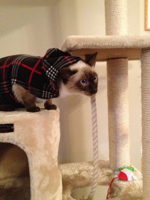 What Did I Do to Warrant Such Humiliation? #siamese