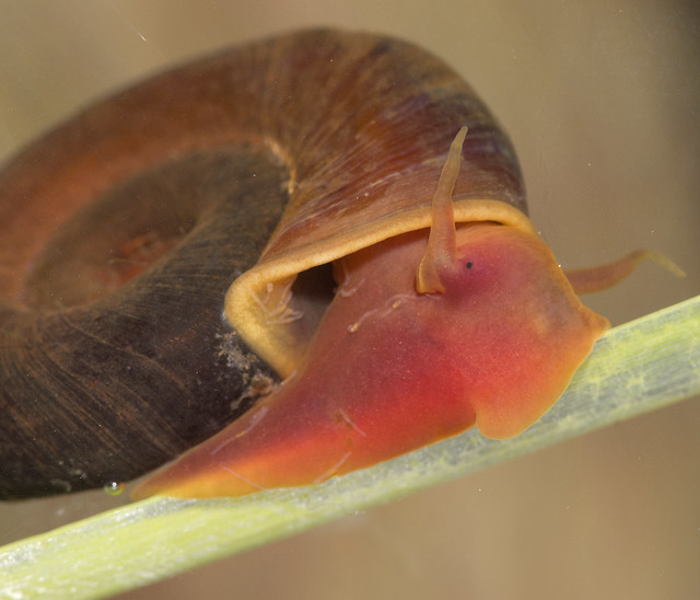 ramshorn snail 4