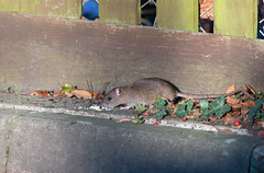 BROWN RAT, Rattus norvegicus.