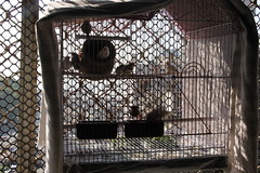 Marziya Shakirs Birdcage of Finches by firoze shakir photographerno1