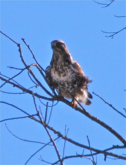 Rough-legged Hawk North of Downs in McLean County, IL 01