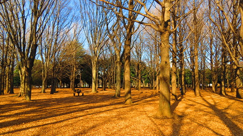 Yoyogi Park in the Morning