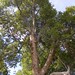 Roble (Nothofagus macrocarpa) - árbol