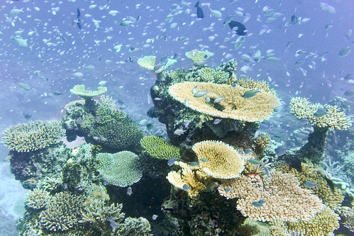 馬爾地夫的珊瑚礁（圖片來源：flickr，Luca Moglia攝，符合CC授權）