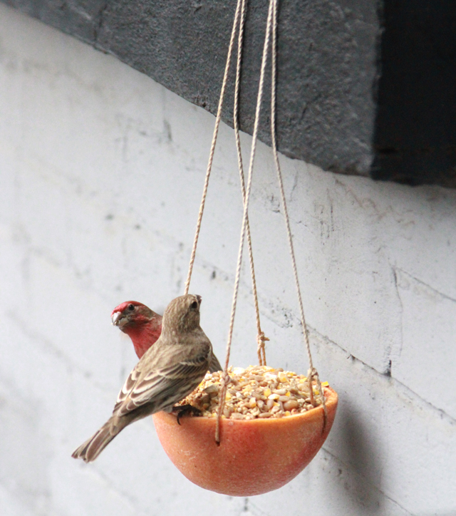 house finches on grapefruit feeder