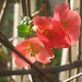 coral pink quince, late afternoon