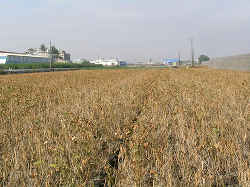 紅豆收穫前施用巴拉刈落葉劑落葉情形。（圖片來源：高雄區農改場）