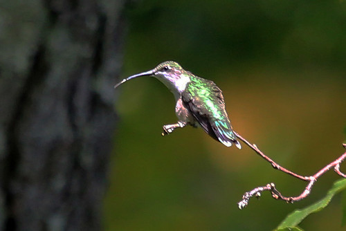 Ruby-Throated Hummingbird (with tongue) 2