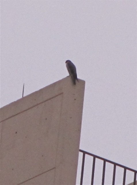 Peregrine Falcon at Watterson Towers