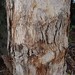 Garden Inventory: Eucalyptus - 01
