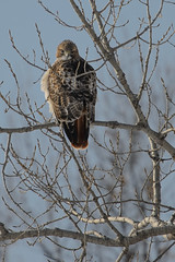 Red-tailed Hawk_41515.jpg by Mully410 * Images