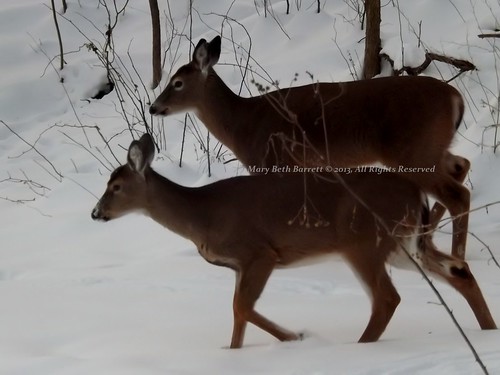 Wintertime Deer by countrylife4me1