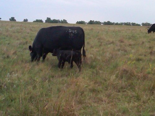 Fall cow calf pair 1