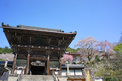 奈良・桜 in 2012