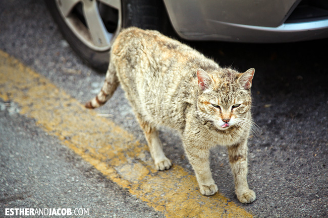 stray cats in Corniglia | Cinque Terre Italy | Travel Photography
