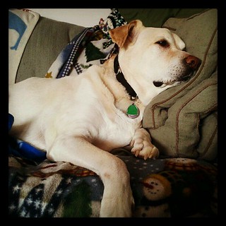 Good Sunday Morning from Zeus  #dogs #sleepy #bigdog #adoptdontshop #dogstagram