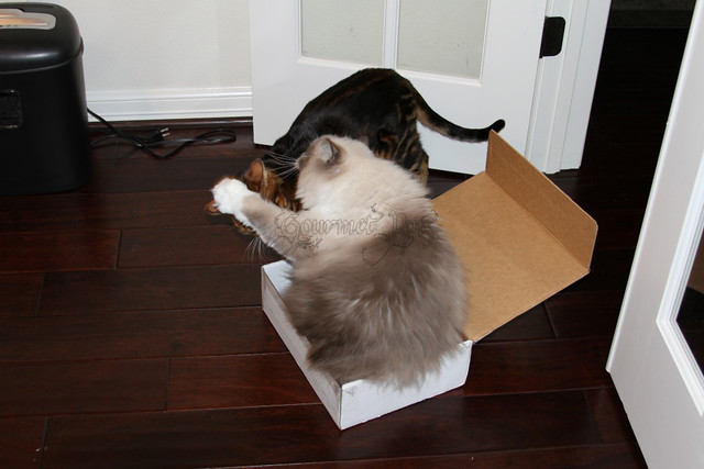 Tyco The Ragdoll Defends His Box