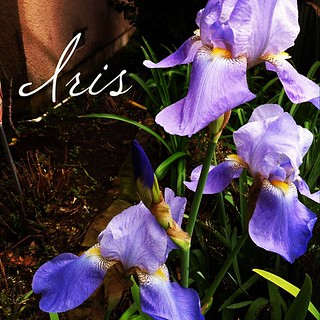 Garden Alphabet: Iris from A Gardener's Notebook (http://DouglasEWelch.com/agn/)
