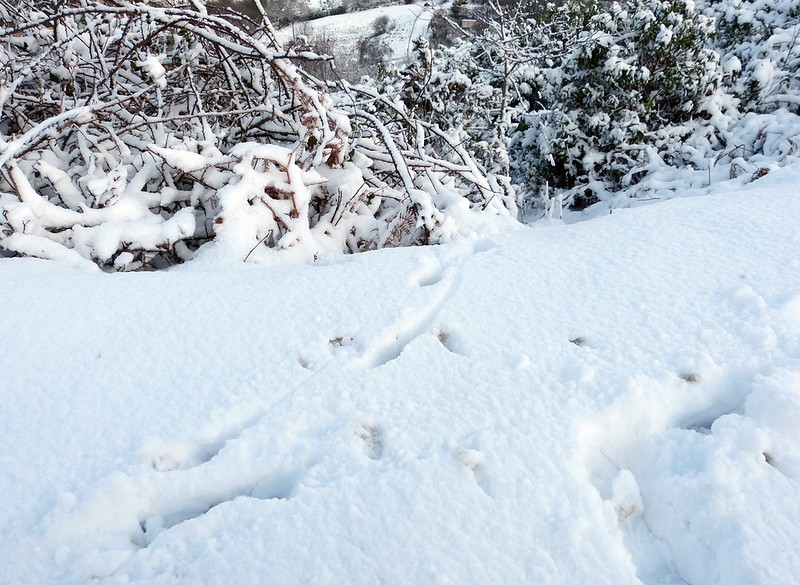 29195 - Snow Tracks, Fox