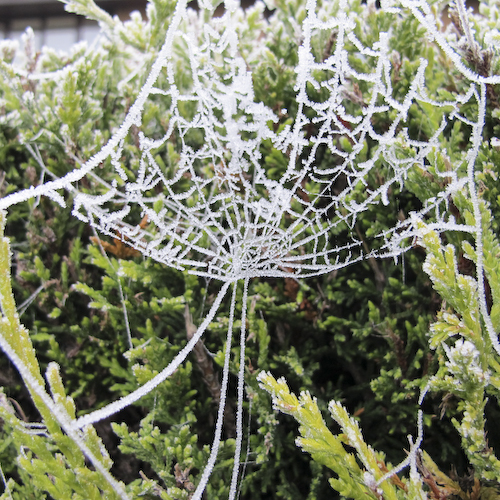 Frosty spiderweb