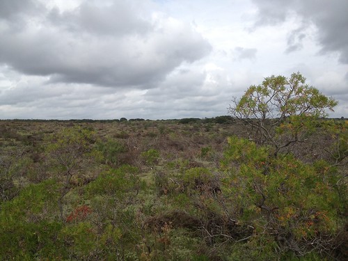 After working with the U.S. Department of Agriculture (USDA) Natural Resources Conservation Service (NRCS) to rid part of her ranch of invasive brush, Pat Maples is now able to use the land for grazing her cattle in San Saba, TX on Sept. 28, 2012.