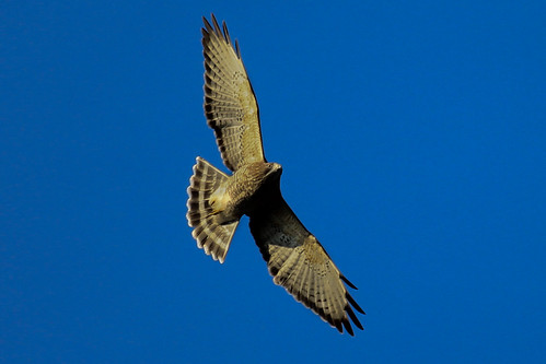 Broad-Winged Hawk 3