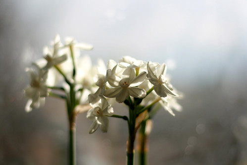 paperwhites -- just in time!