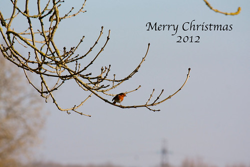 Christmas 2012 card. With robin.