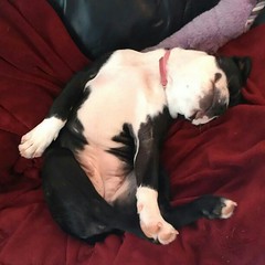 Seriously, Zoey sleeps in the weirdest positions!! #sillyzoey #bostonterrier #loveit