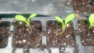 Lettuce Seedling