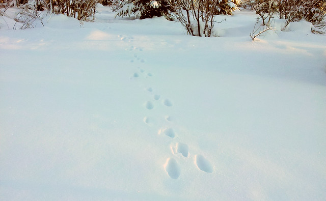 Hare tracks