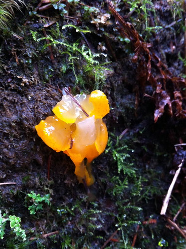 Crazy Orange Fungus
