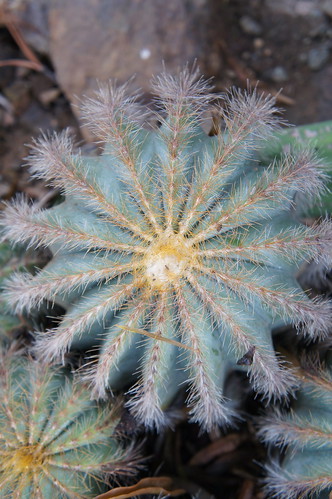 cactus radius by flora-file