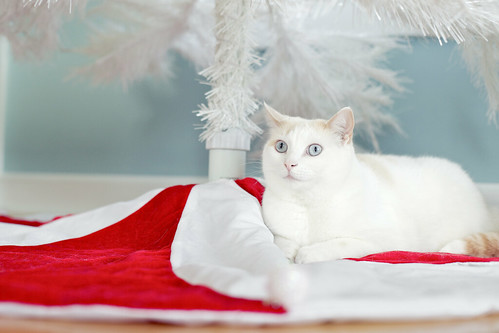 Perfect Christmas kitty pose.