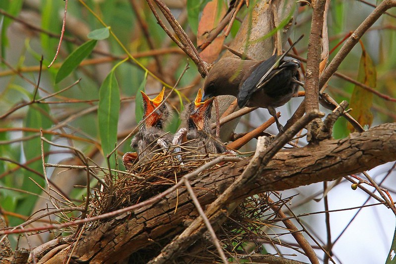 Dusky Woodswallow at nest