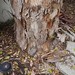 Garden Inventory: Eucalyptus - 08
