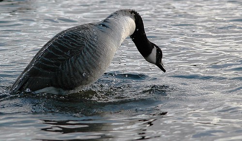 Goose by birbee
