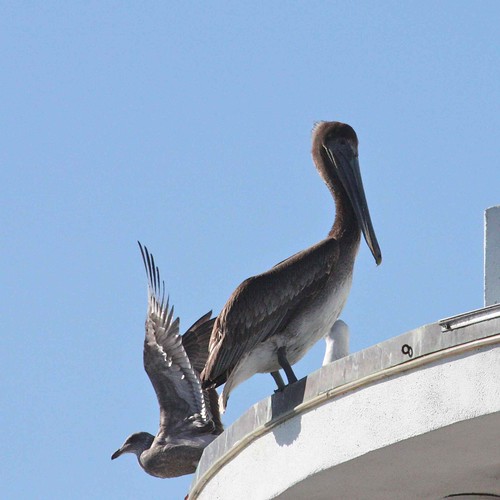 Brown Pelican and Western Gull (juv)