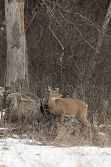 Deer_44230.jpg by Mully410 * Images