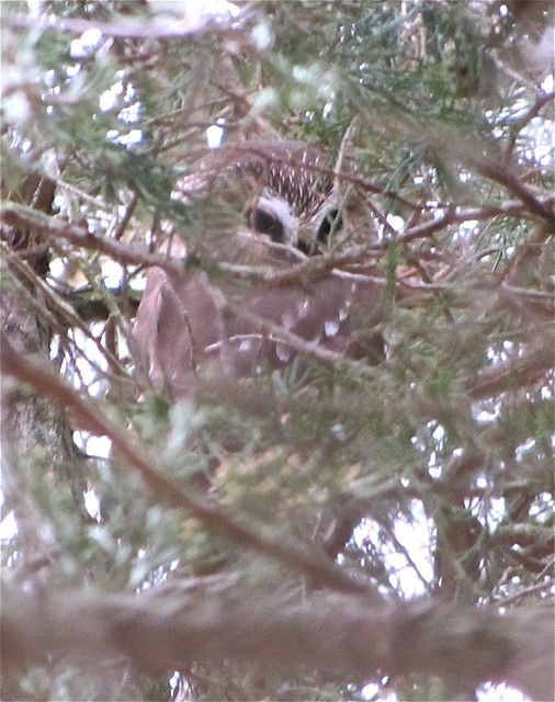 Northern Saw-whet Owl at Clinton Lake in DeWitt County, IL 01