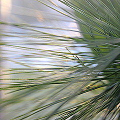 Blue Pine