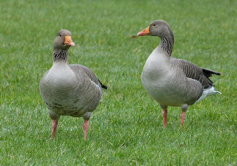 29235 - Greylag Goose, Sandy Water Park