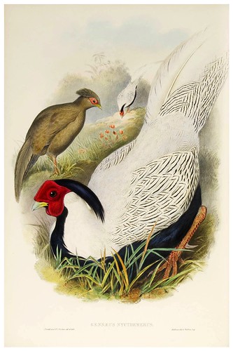 014-Pencilled Pheasant-The birds of Asia vol. VII-Gould, J.-Science .Naturalis